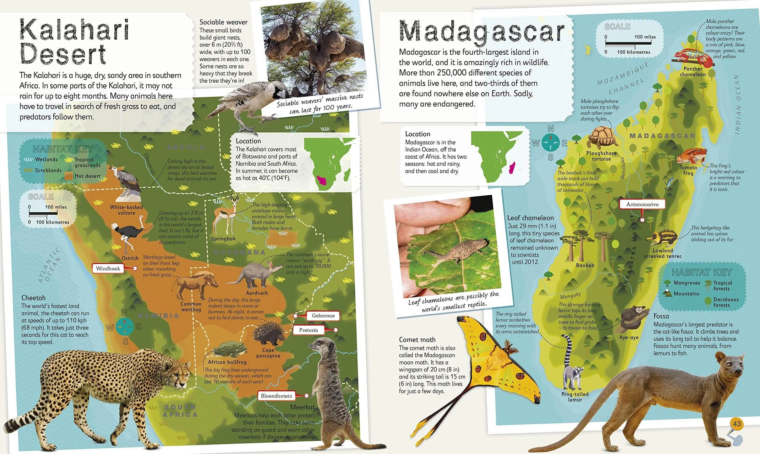 Children's Illustrated Animal Atlas by Dorling Kindersley